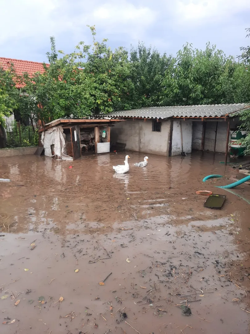 Tulcea: Gospodării inundate și copaci căzuți pe carosabil – foto 4