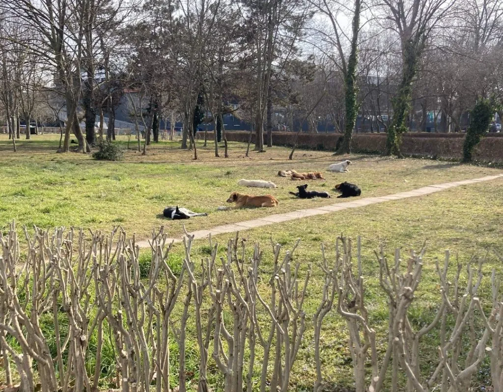 Constanța, împânzită cu haite de câini – foto 2