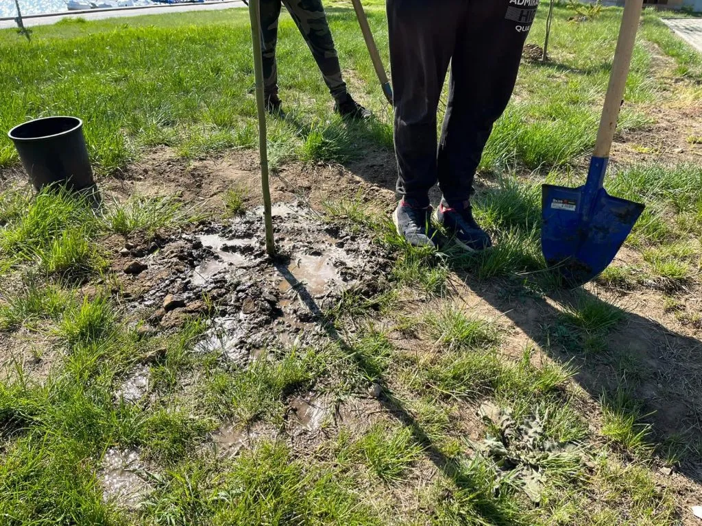Plantări de arbori în Parcul Ciuperca din Tulcea – foto 4