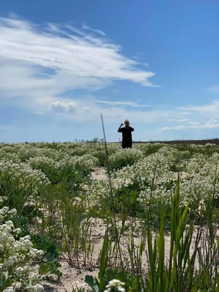 Spectacol al naturii, la Gura Portiței. Vedetă este Cramba Maritima, o specie protejată de floare – foto 5