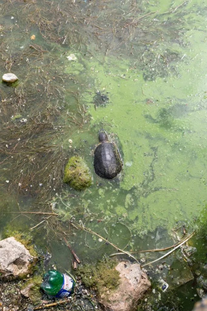 „Tomberonul” din Lacul Tăbăcăriei: de la banalele ambalaje la cărucioare de cumpărături și trotinete – foto 5