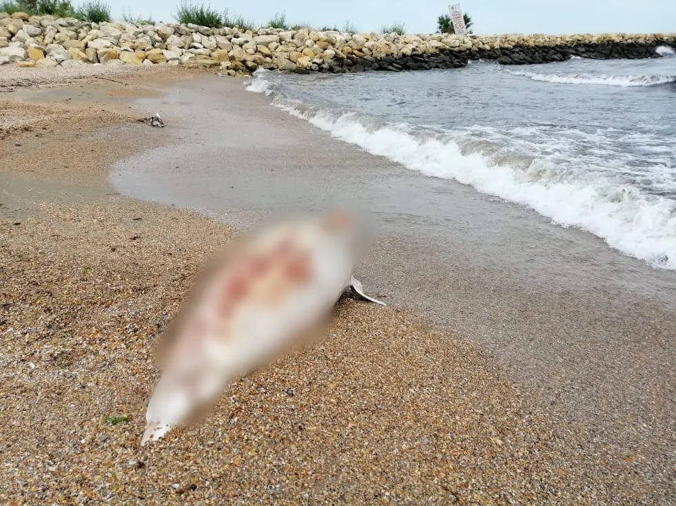 Constanța: Delfin eșuat pe plaja Trei Papuci – foto 3