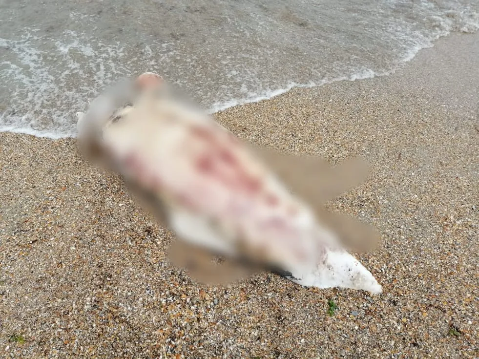Constanța: Delfin eșuat pe plaja Trei Papuci – foto 5