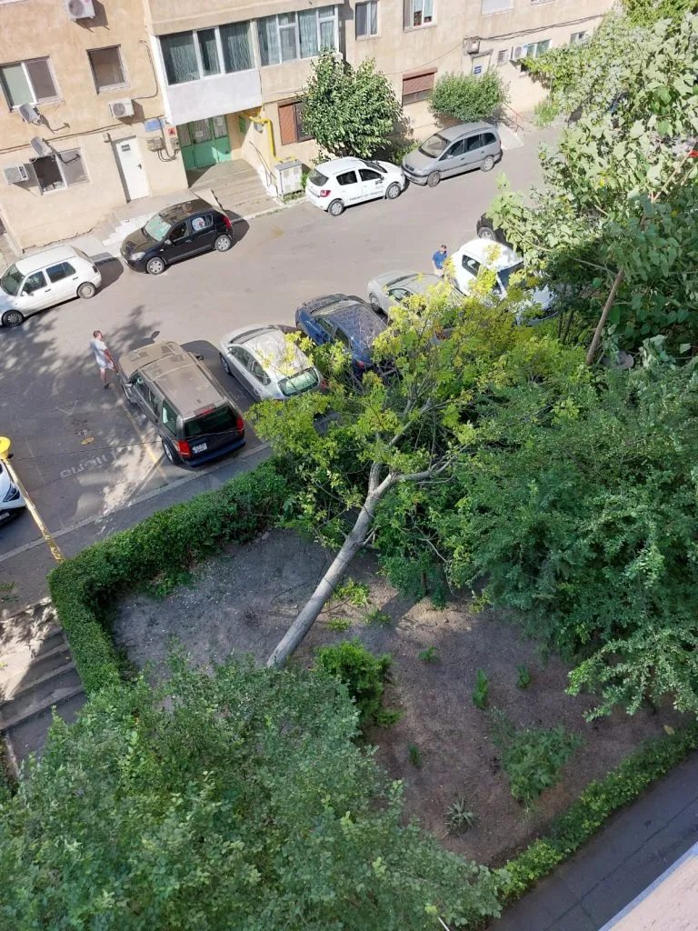 Vântul puternic a doborât un copac în cartierul Tomis Nord – foto 2