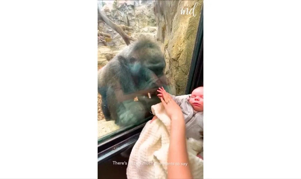 Gest emoționant într-o grădină zoologică! O gorilă și o turistă și-au prezentat micuții și au comunicat prin semne – foto 3