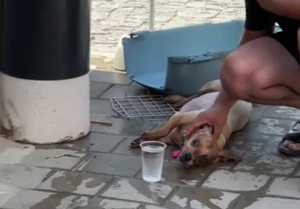 Lăsați în mașină, în plină caniculă! Un câine a murit în chinuri! – foto 4