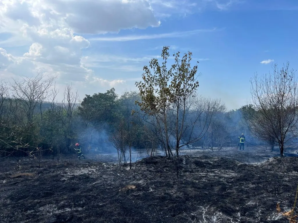 Incendiu într-o pădure de lângă Tulcea (FOTO/VIDEO) – foto 2