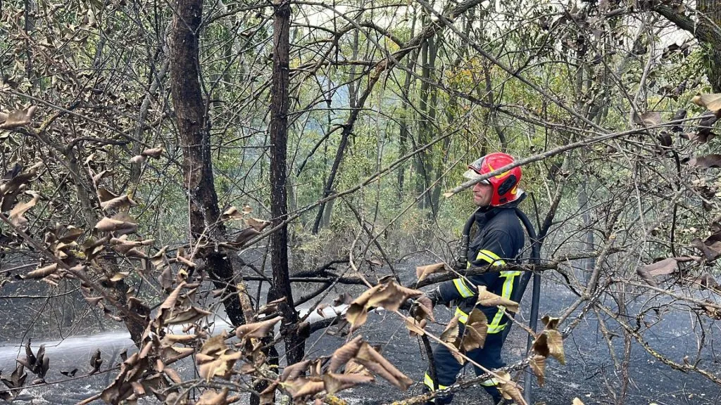 Incendiu într-o pădure de lângă Tulcea (FOTO/VIDEO) – foto 3