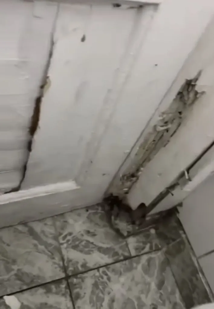 UPDATE: Imagini incredibile la Academia de Poliție: șobolani și tavane căzute (FOTO/VIDEO) – foto 6