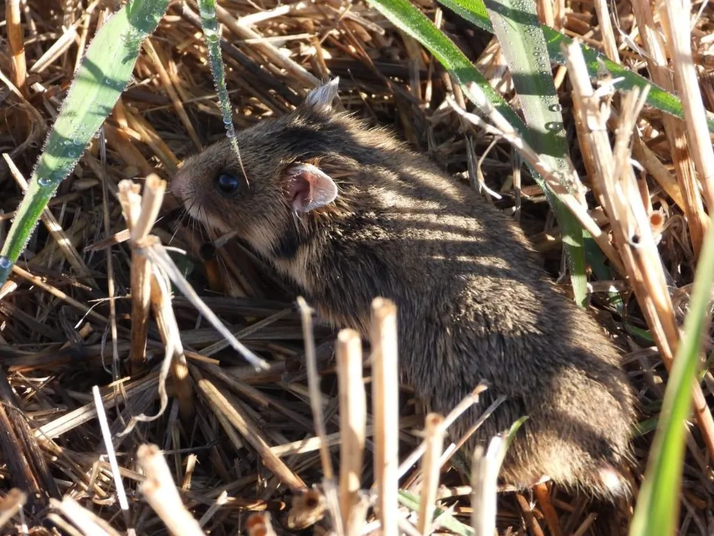 Trei exemplare rare, de hamster dobrogean, descoperite în Delta Dunării (GALERIE FOTO)  – foto 5