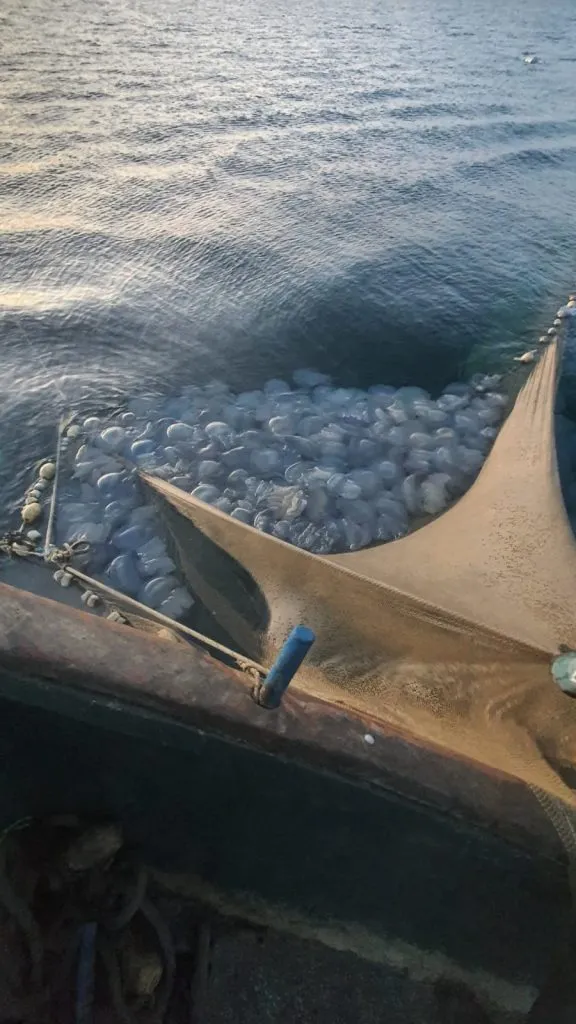 Invazie de meduze în Marea Neagră! (FOTO/VIDEO) – foto 2