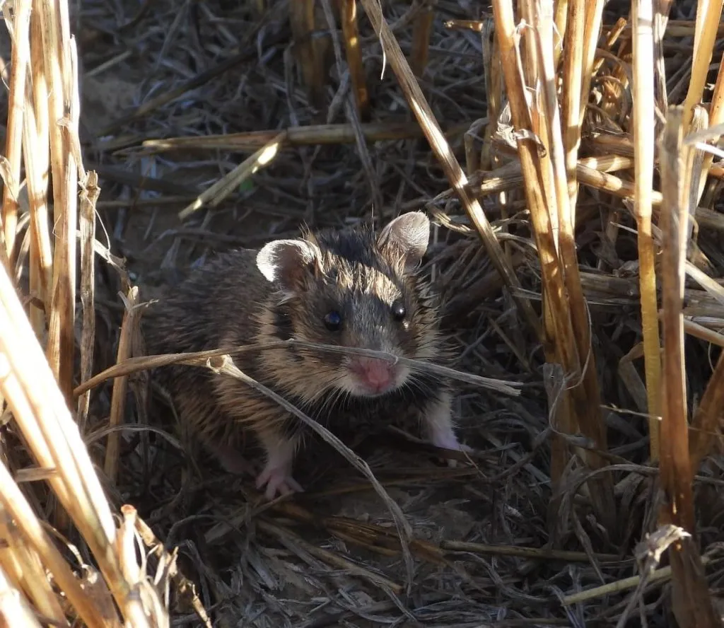 Trei exemplare rare, de hamster dobrogean, descoperite în Delta Dunării (GALERIE FOTO)  – foto 4