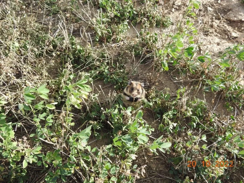 Trei exemplare rare, de hamster dobrogean, descoperite în Delta Dunării (GALERIE FOTO)  – foto 2