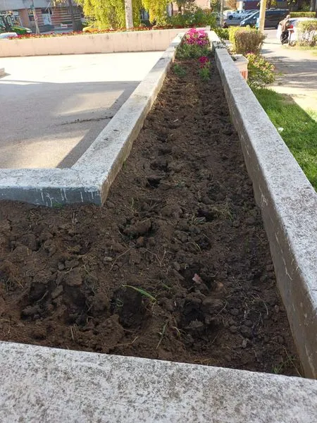 Ziua… cârtiței. După hortensii, au dispărut și crizantemele  – foto 2