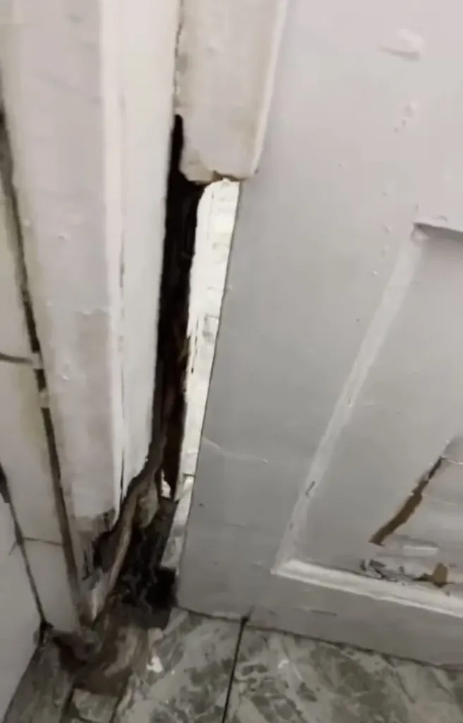 UPDATE: Imagini incredibile la Academia de Poliție: șobolani și tavane căzute (FOTO/VIDEO) – foto 5