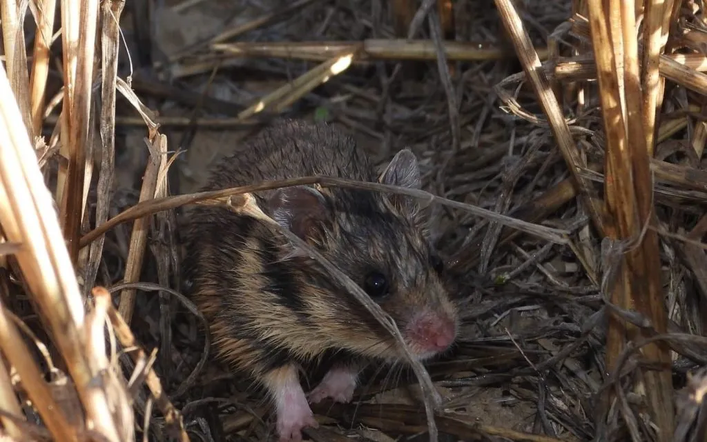 Trei exemplare rare, de hamster dobrogean, descoperite în Delta Dunării (GALERIE FOTO)  – foto 3