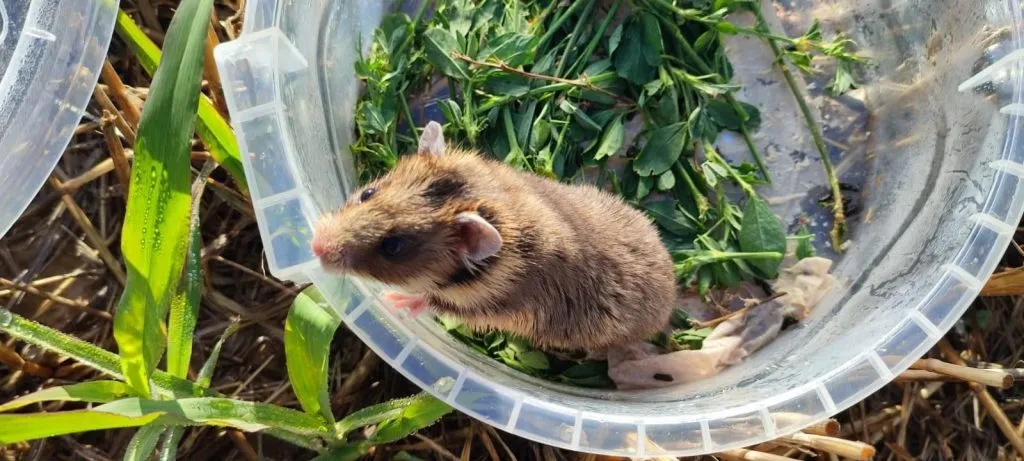 Trei exemplare rare, de hamster dobrogean, descoperite în Delta Dunării (GALERIE FOTO)  – foto 7