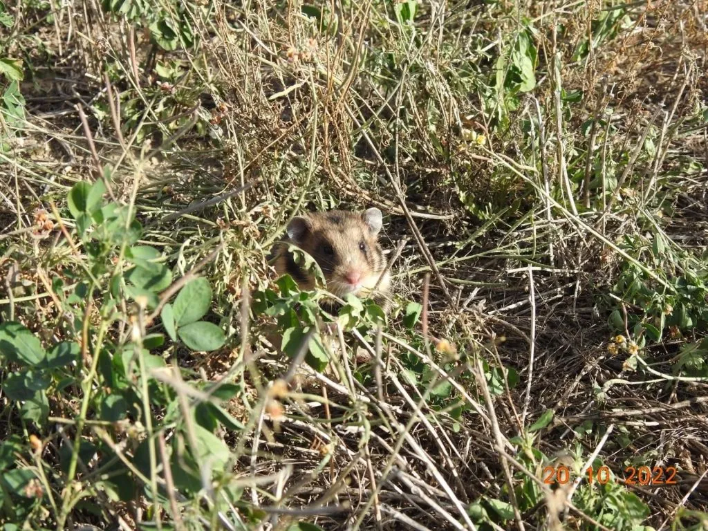 Trei exemplare rare, de hamster dobrogean, descoperite în Delta Dunării (GALERIE FOTO)  – foto 6