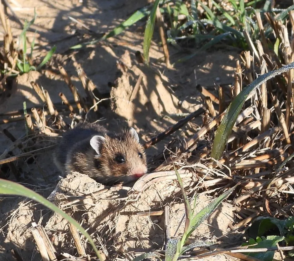 Trei exemplare rare, de hamster dobrogean, descoperite în Delta Dunării (GALERIE FOTO)  – foto 8