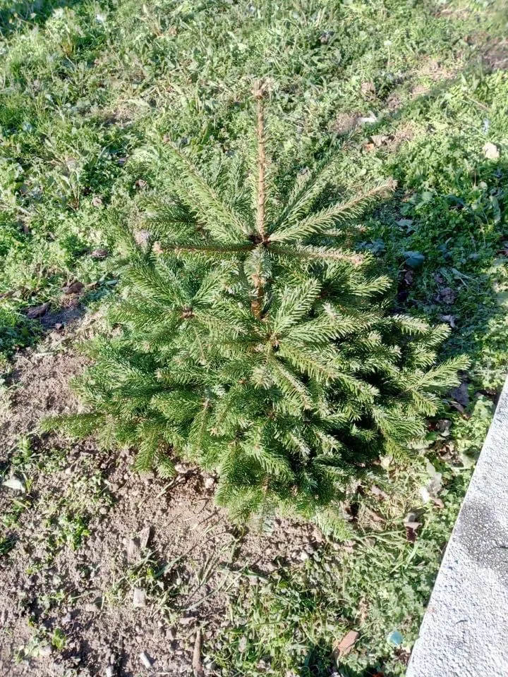 Apar brazii pe piață. Vezi cât costă cei de la Romsilva – foto 2