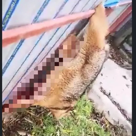 Atacurile șacalilor în Deltă, tot mai dese. Localnicii cer ajutor (FOTO/VIDEO) – foto 2