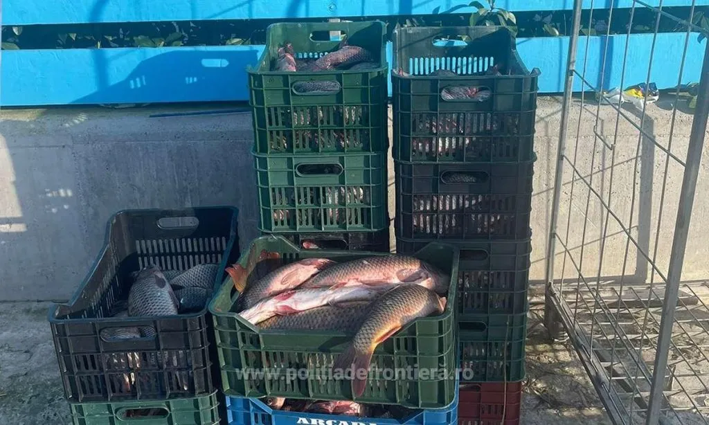 Peste 1,3 kilometri de plase cu 337 de kilograme de pește, confiscate de polițiștii de frontieră – foto 3