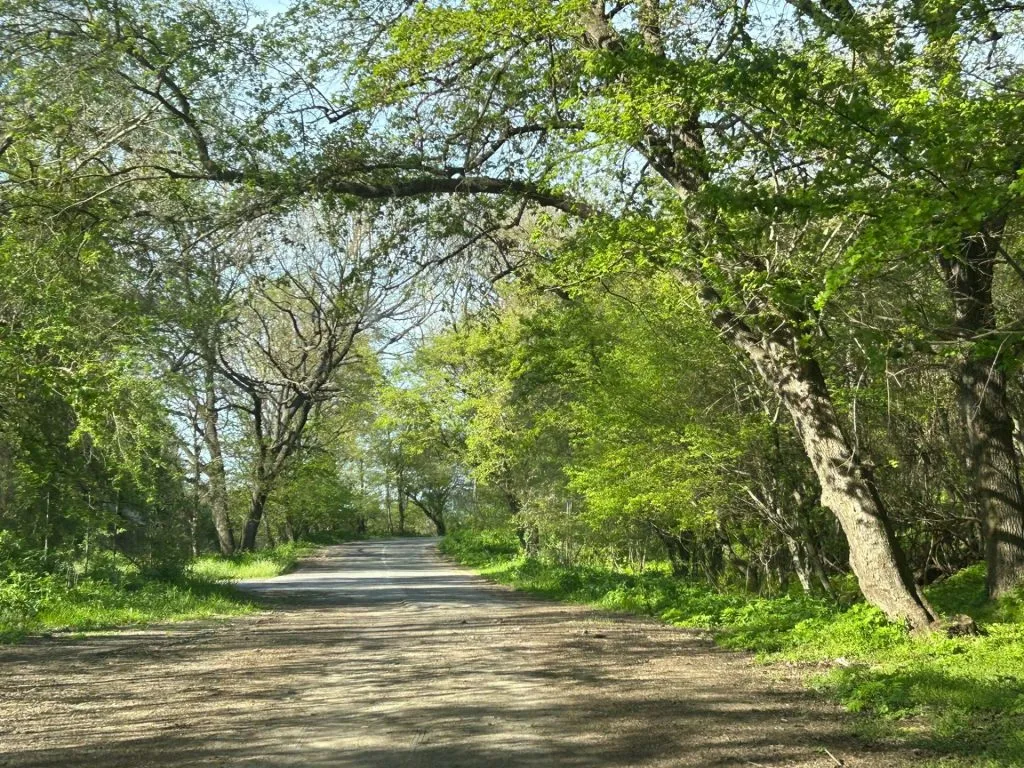 Departe de turiștii dezlănțuiți, de 1 mai. Pădurea de la Ciucurova (FOTO) – foto 12