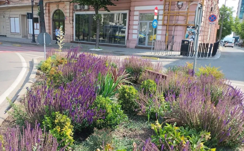 Chelul și tichia cu mărgăritare: peste 100.000 de flori, plantate în orașul gropilor și al excavatoarelor  – foto 4