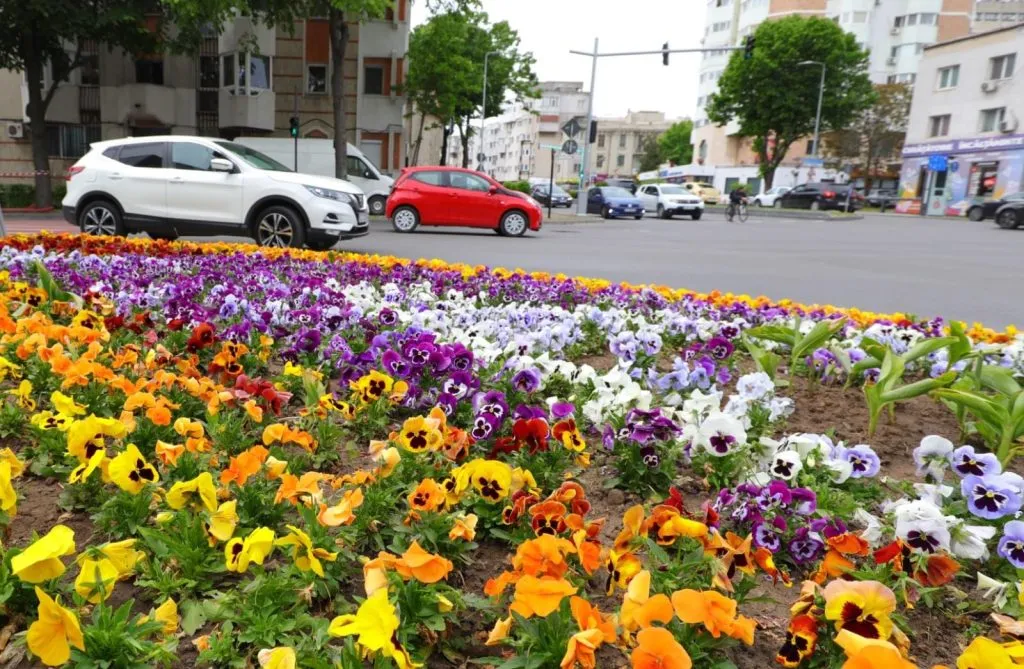 Chelul și tichia cu mărgăritare: peste 100.000 de flori, plantate în orașul gropilor și al excavatoarelor  – foto 6