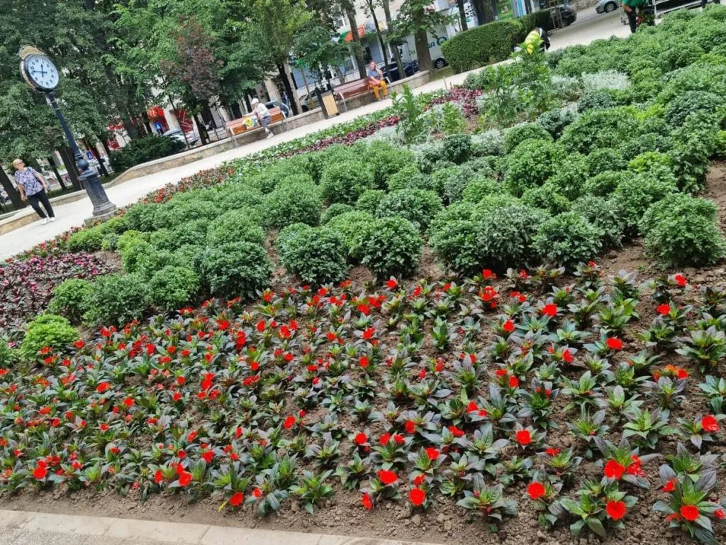 Chelul și tichia cu mărgăritare: peste 100.000 de flori, plantate în orașul gropilor și al excavatoarelor  – foto 8
