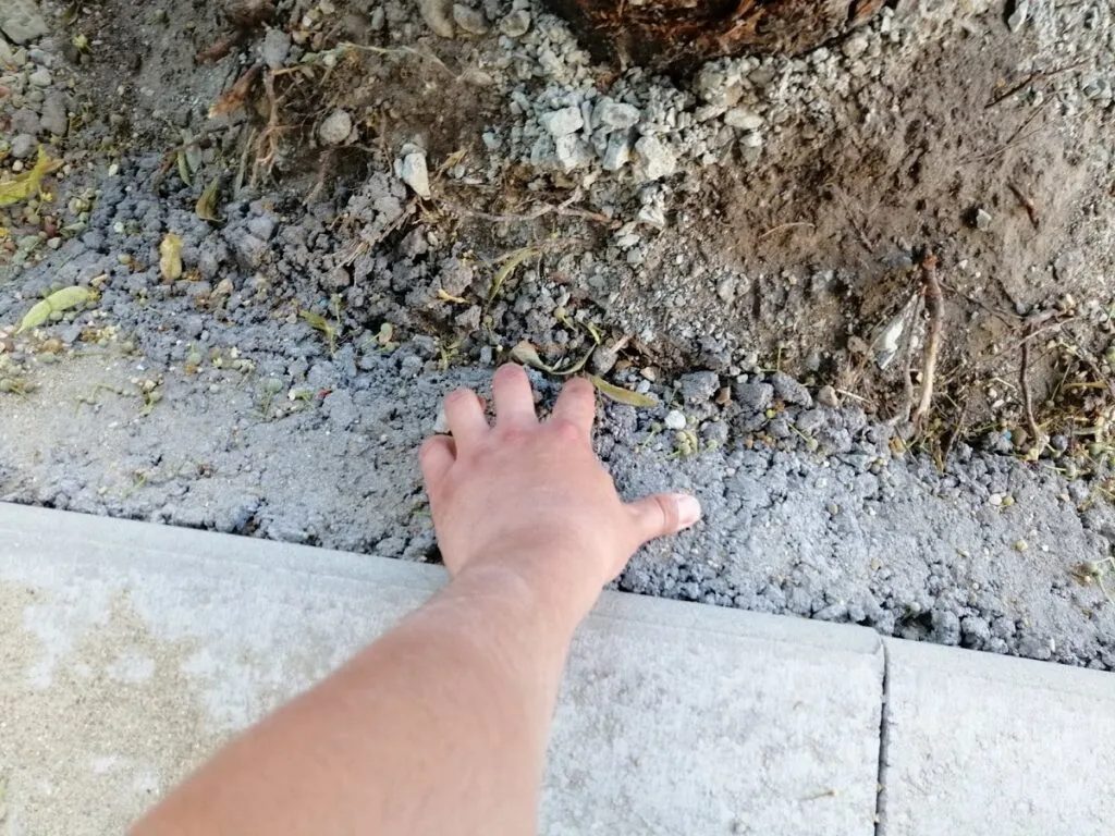Mutilarea arborilor, fenomen în județul Constanța – foto 3