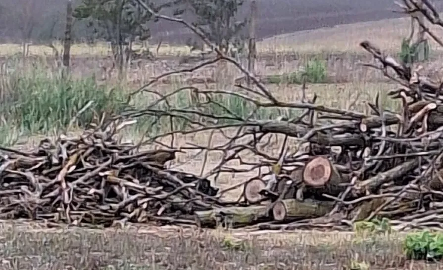 Mutilarea arborilor, fenomen în județul Constanța – foto 4