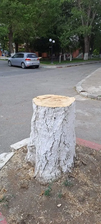 Mutilarea arborilor, fenomen în județul Constanța – foto 6