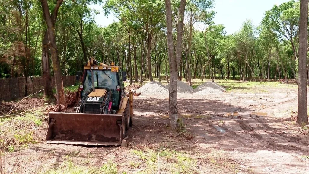 Mutilarea arborilor, fenomen în județul Constanța – foto 5