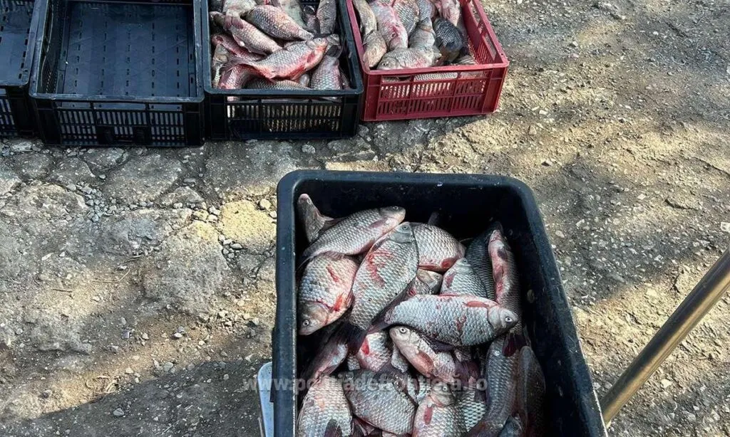 Peste 100 de kilograme de pește, descoperite în portbagajul unei mașini – foto 2
