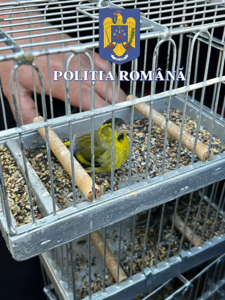 Dosar penal pentru capturarea unor păsări din categoria speciilor protejate (FOTO) – foto 2