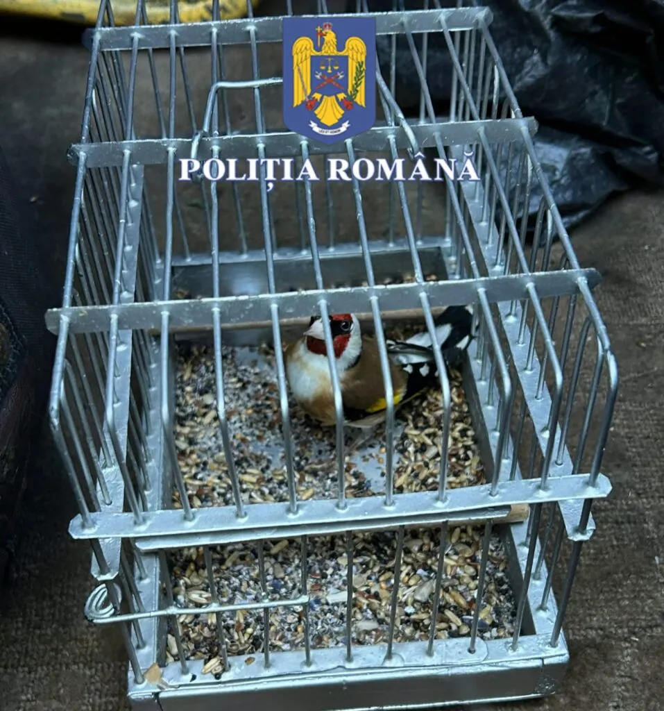 Dosar penal pentru capturarea unor păsări din categoria speciilor protejate (FOTO) – foto 3
