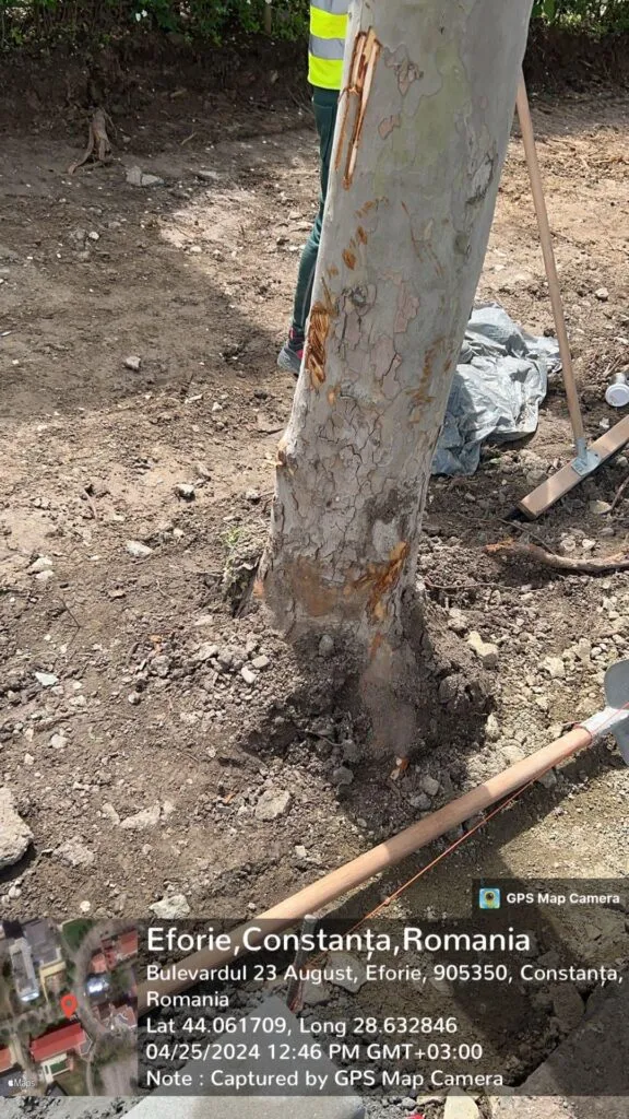 Dorel lovește și la Eforie. Borduri montate, trunchiuri de copac cioplite – foto 3