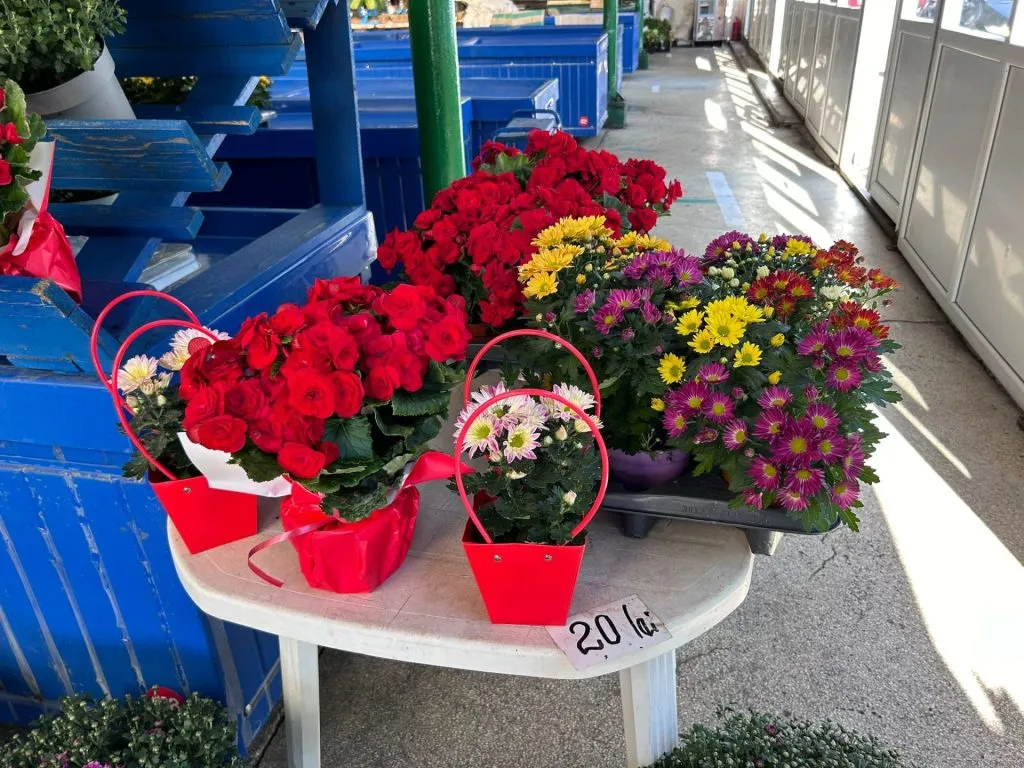 Florăriile din Constanța, asaltate de părinți în prima zi de școală (FOTO/VIDEO) – foto 9