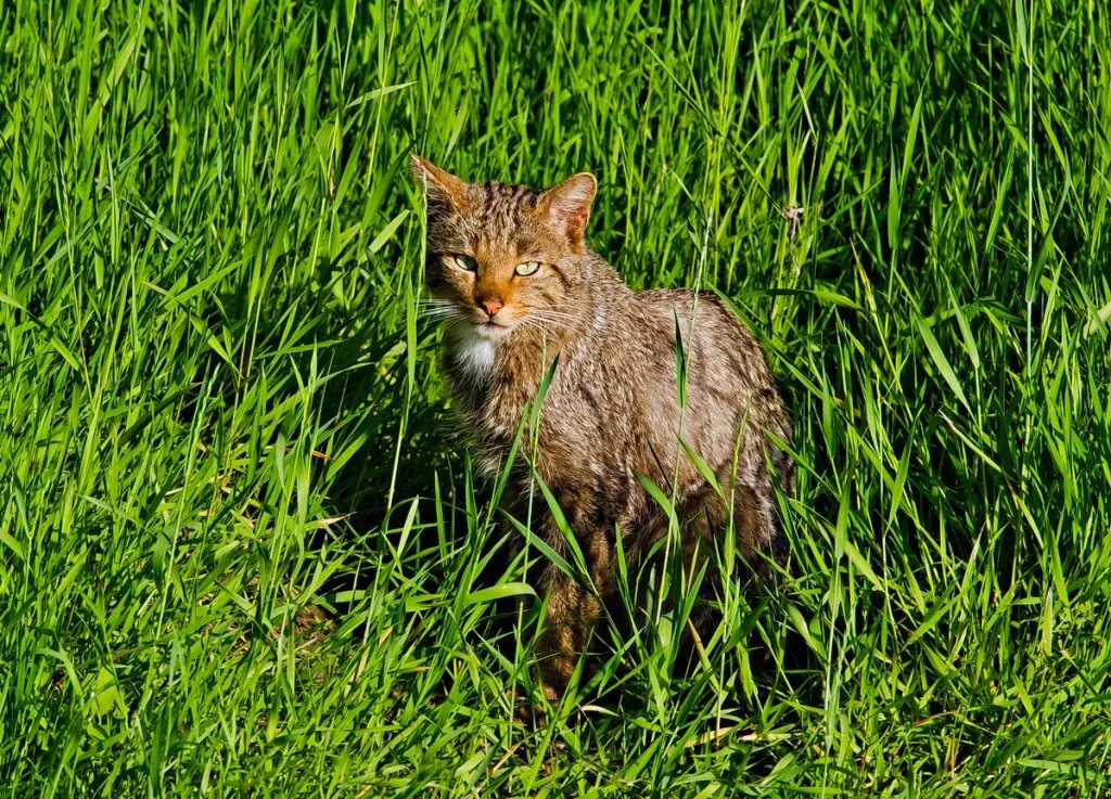 4 Octombrie- Ziua Internațională a animalelor – foto 4