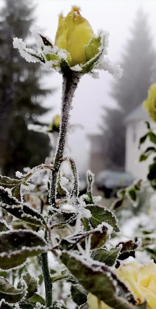 Temperaturi negative în această dimineață, în mai multe orașe – foto 2