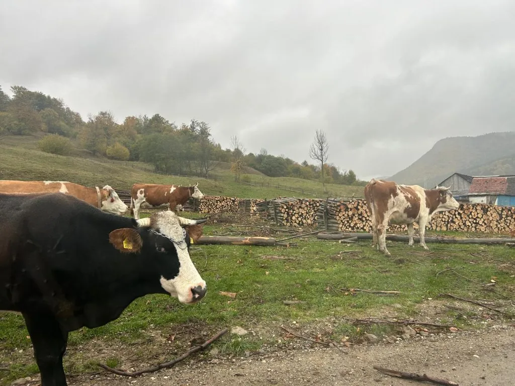 Liniște și deconectare, în mijlocul pustietății. All inclusive în vârf de munte (FOTO) – foto 9