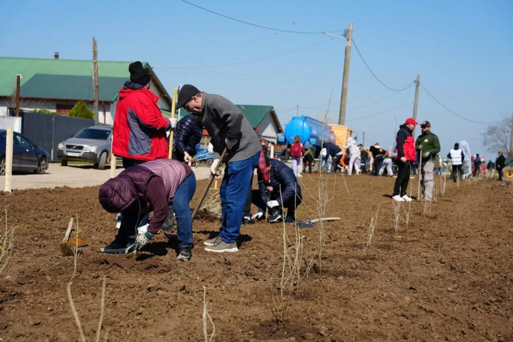 (GALERIE FOTO) Aproape 150 de voluntari cumpăneni au participat sâmbătă la o acțiune de plantare și ecologizare – foto 10