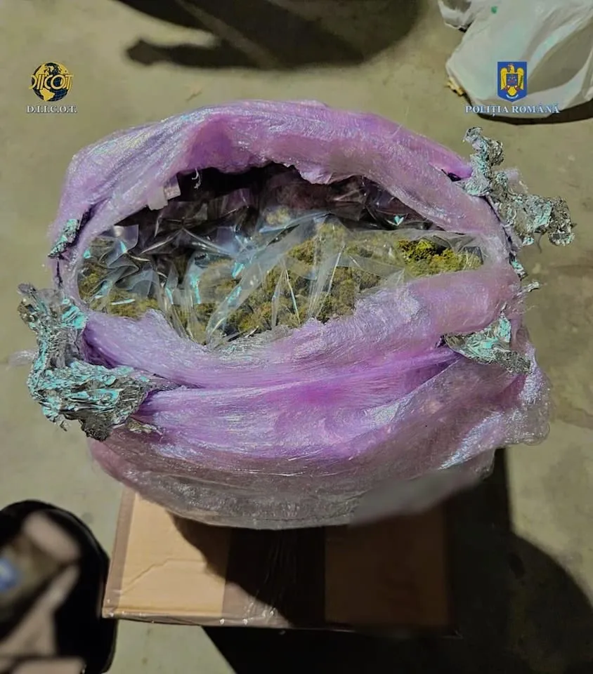 Prins în flagrant cu peste 2,2 kilograme de cannabis, livrate prin curierat din Spania (FOTO) – foto 4