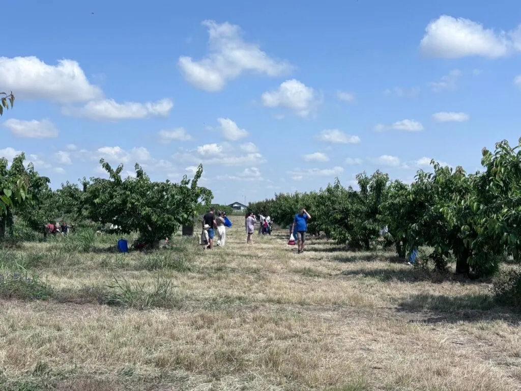 La cireșe, varianta locală – fără Nică – la Agigea. Dar cu aglomerație mare, mon cher! (FOTO) – foto 5