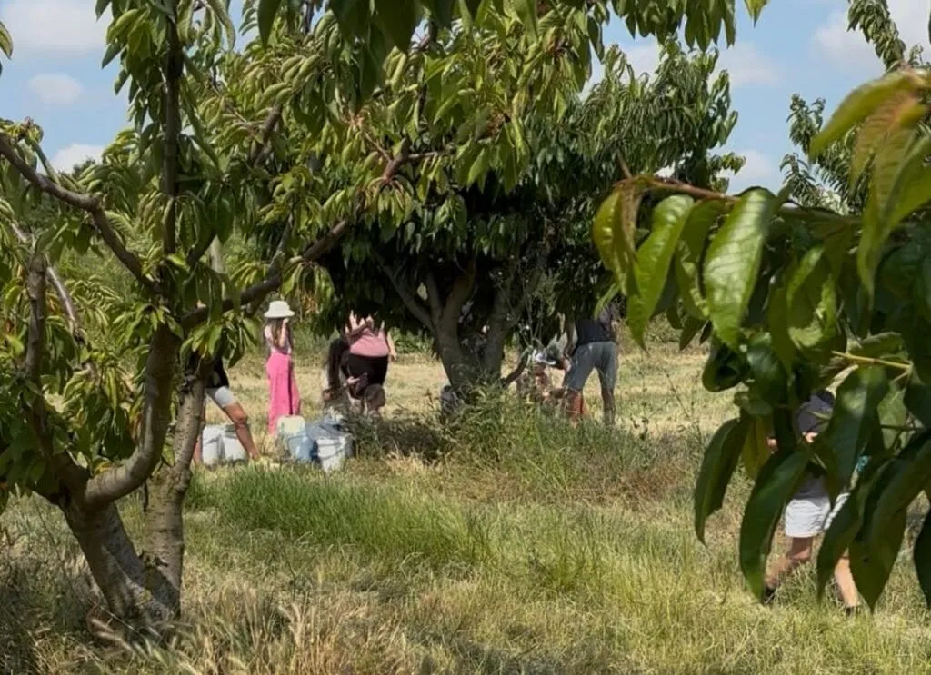 La cireșe, varianta locală – fără Nică – la Agigea. Dar cu aglomerație mare, mon cher! (FOTO) – foto 8