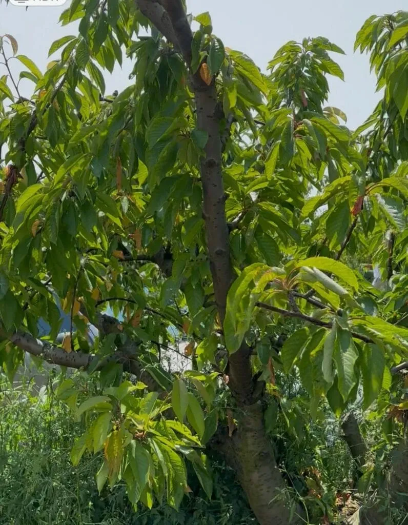 La cireșe, varianta locală – fără Nică – la Agigea. Dar cu aglomerație mare, mon cher! (FOTO) – foto 6