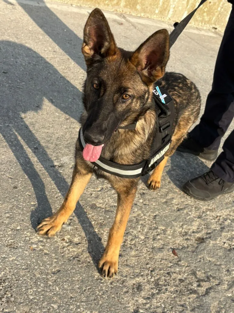 Aria, cel mai nou membru al echipei de jandarmi din Constanța (FOTO) – foto 4