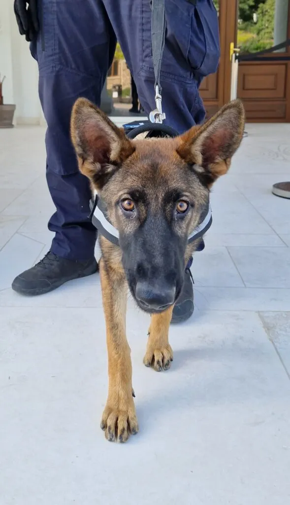 Aria, cel mai nou membru al echipei de jandarmi din Constanța (FOTO) – foto 2