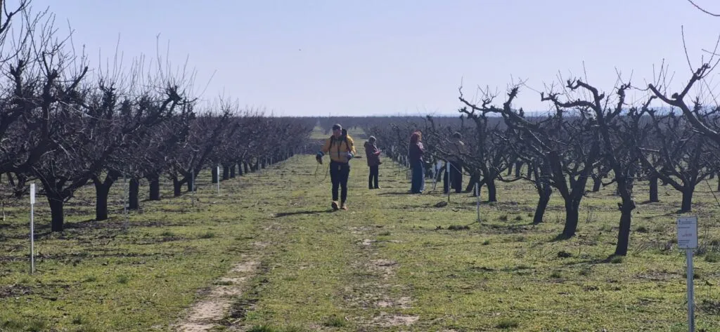 Cea mai mare livadă din Dobrogea este la Valu lui Traian. Și aproape nimeni nu vorbește despre ea – foto 3